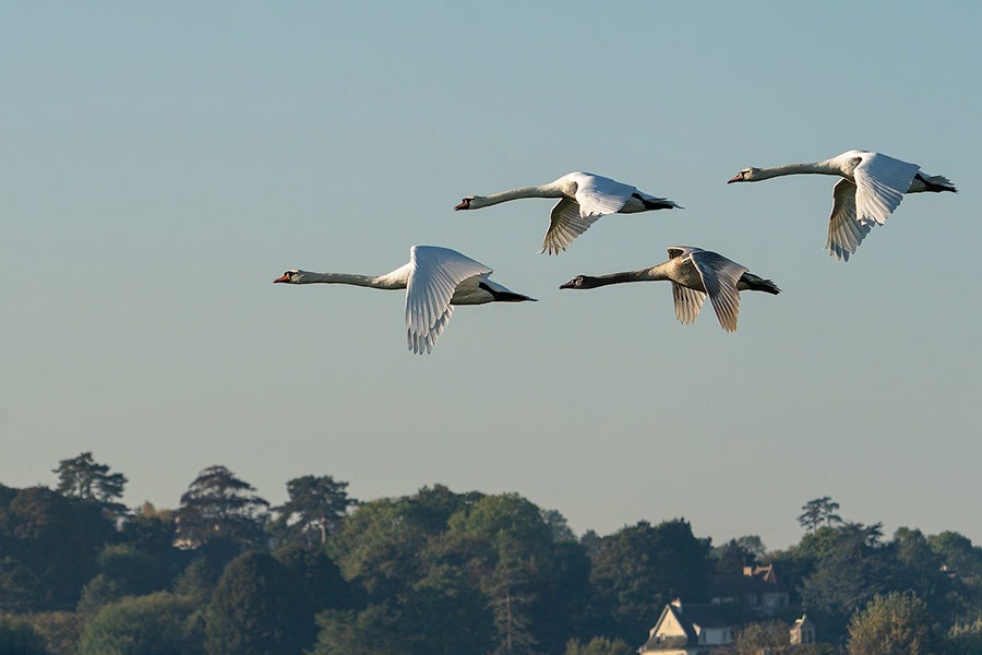 Watervogels zwanen vogels in de lucht