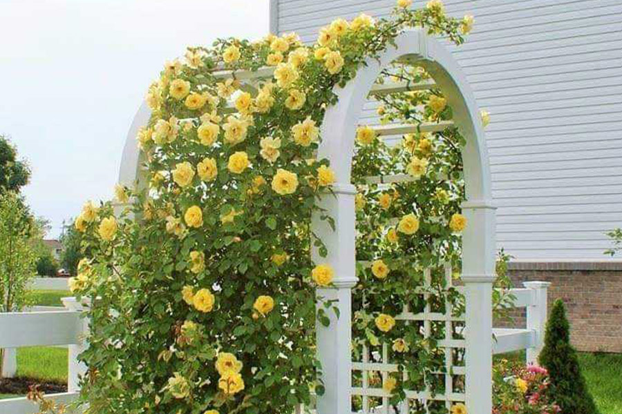 Arco di rose gialle