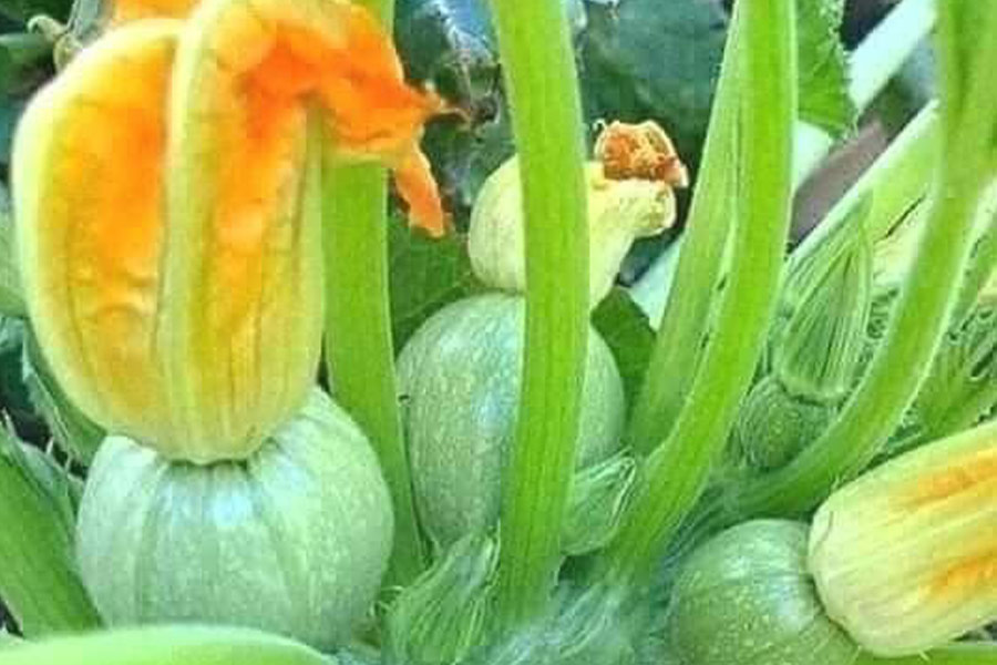 Sommerkürbis Zucchini oder Zucchini