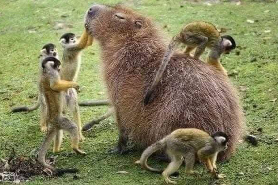 Capybara knaagdieren en apen