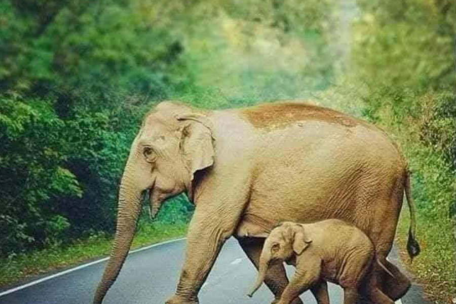 Moeder en baby olifant steken de weg over