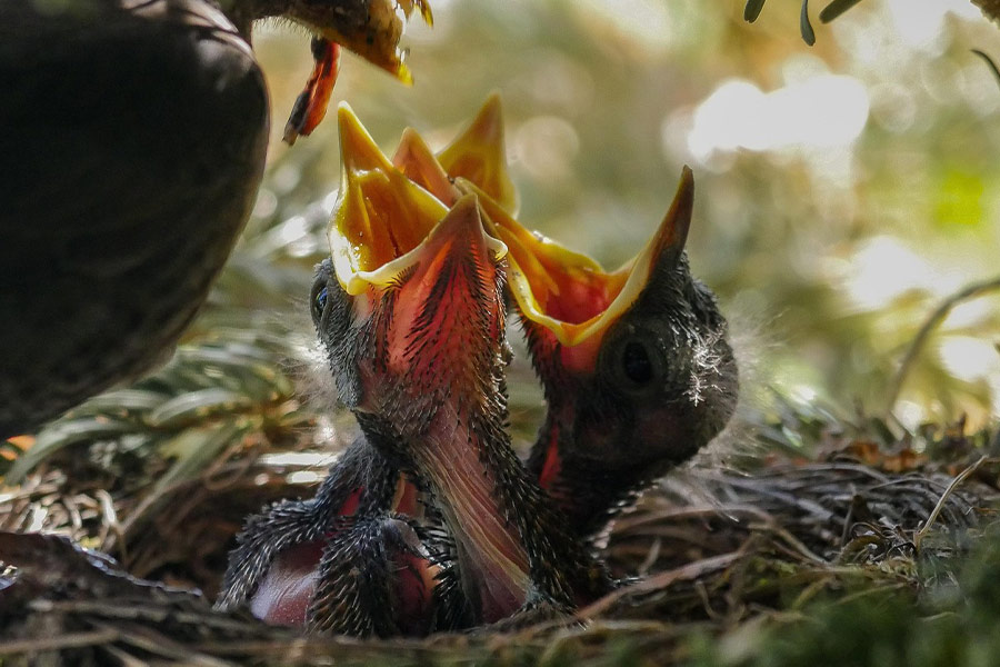 Pájaros madres alimentando a las crías
