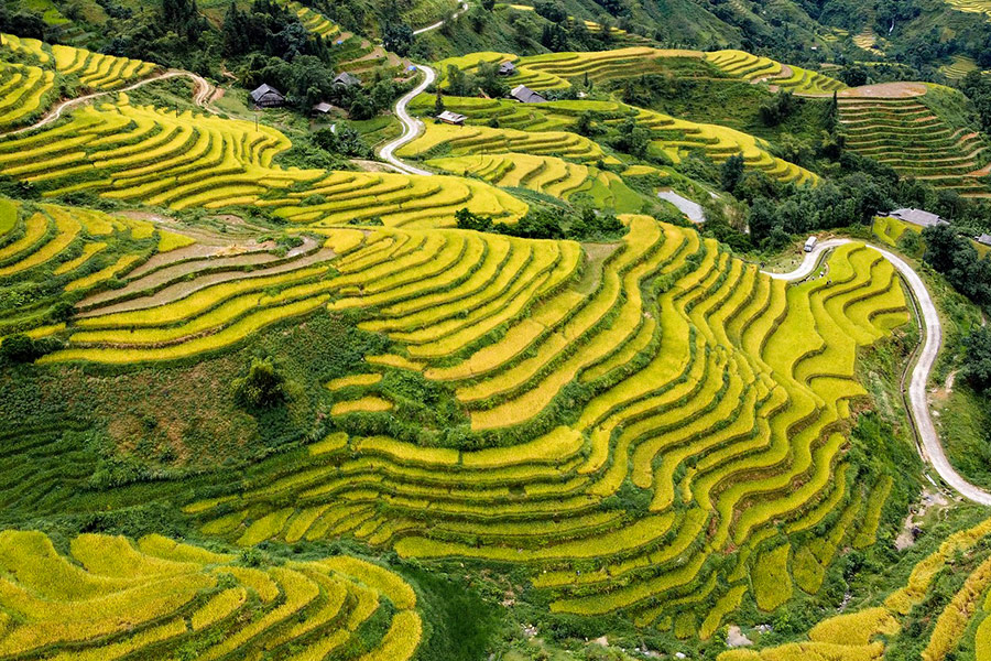 La stagione del riso maturo