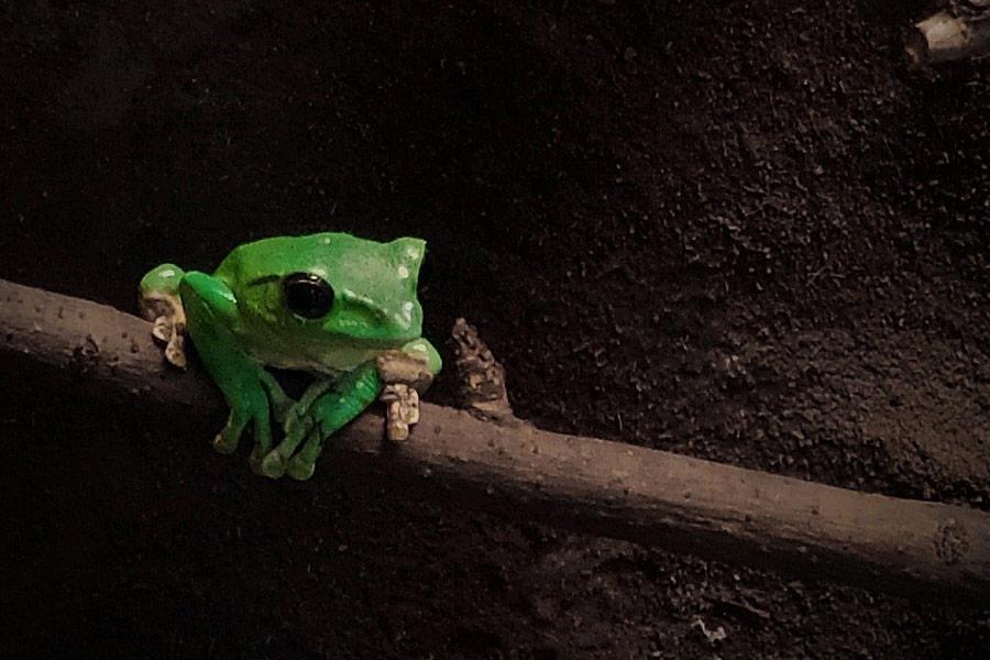 Kleine groene kikker