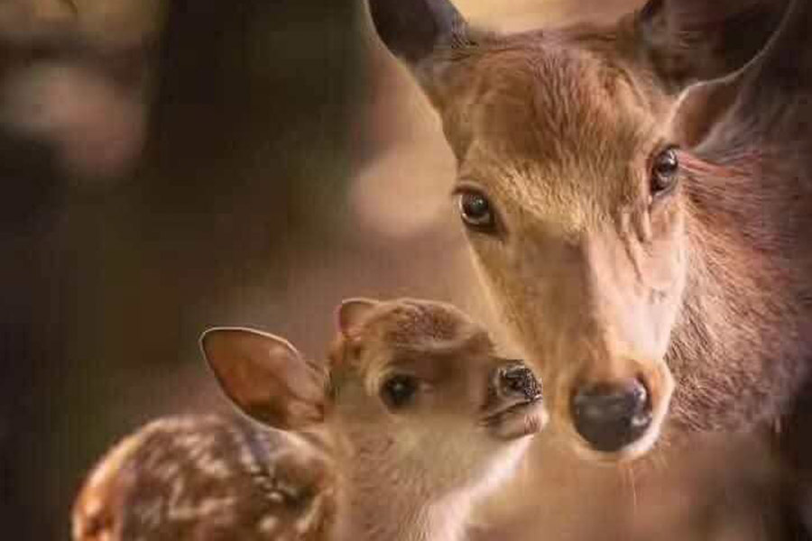 Formosaanse sikaherten