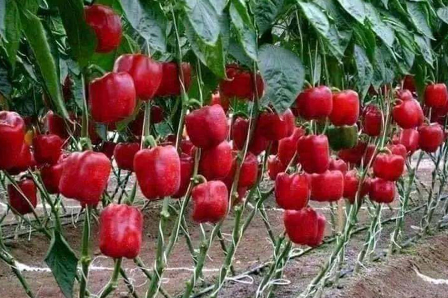 Rote Paprika in modernen Gartenbepflanzung