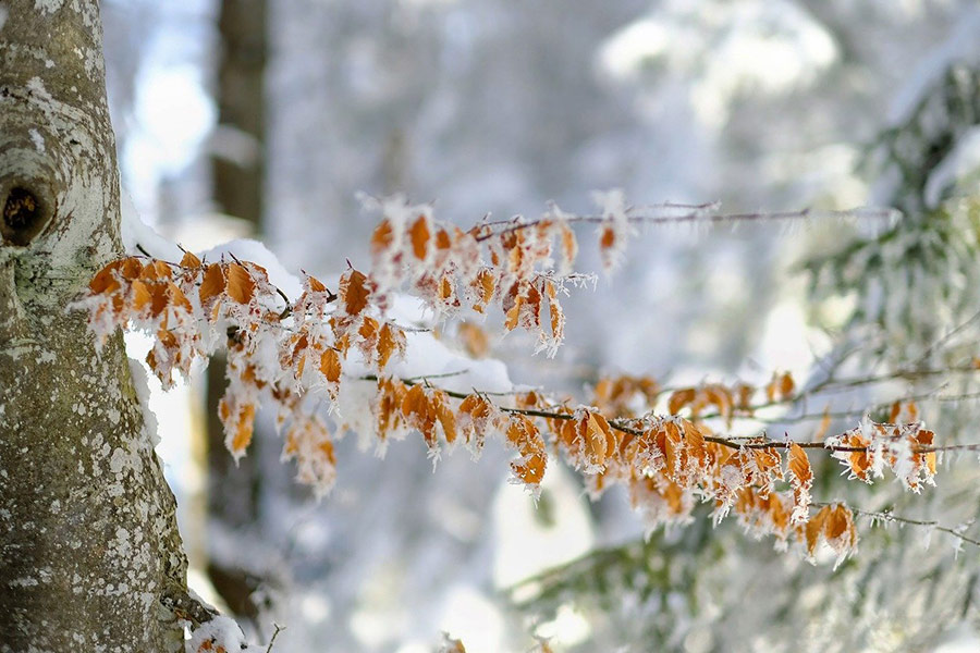 Blätterbild mit Schneebelag