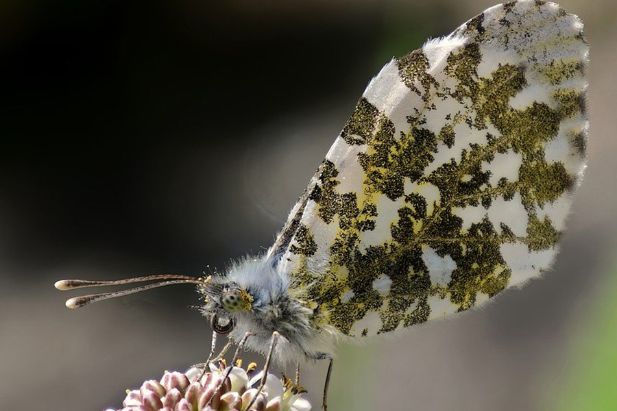 Großer Marmorschmetterling