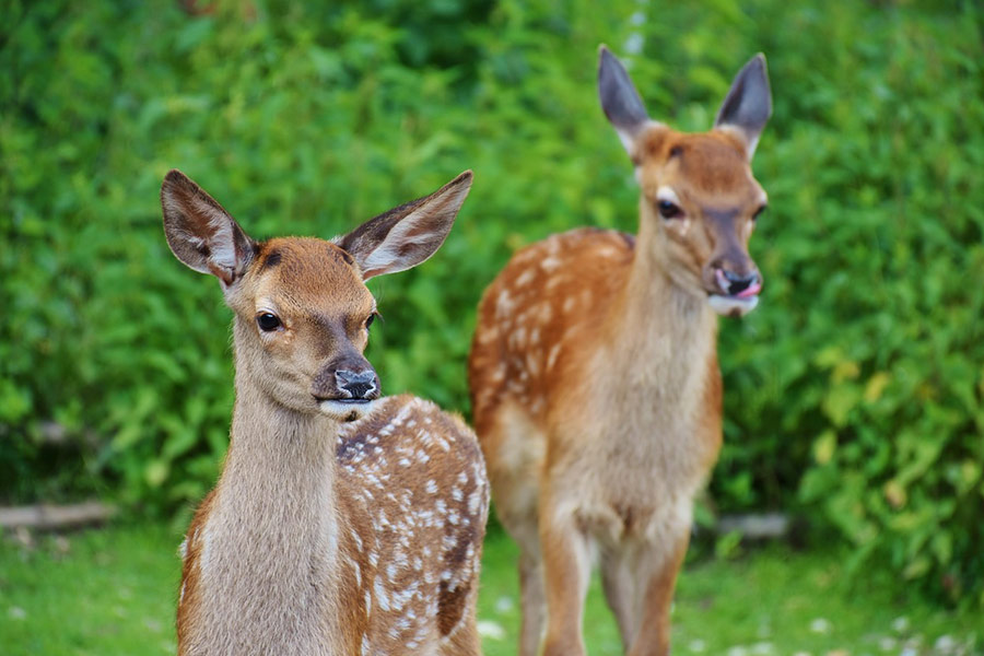 Ree-kitz in het wild