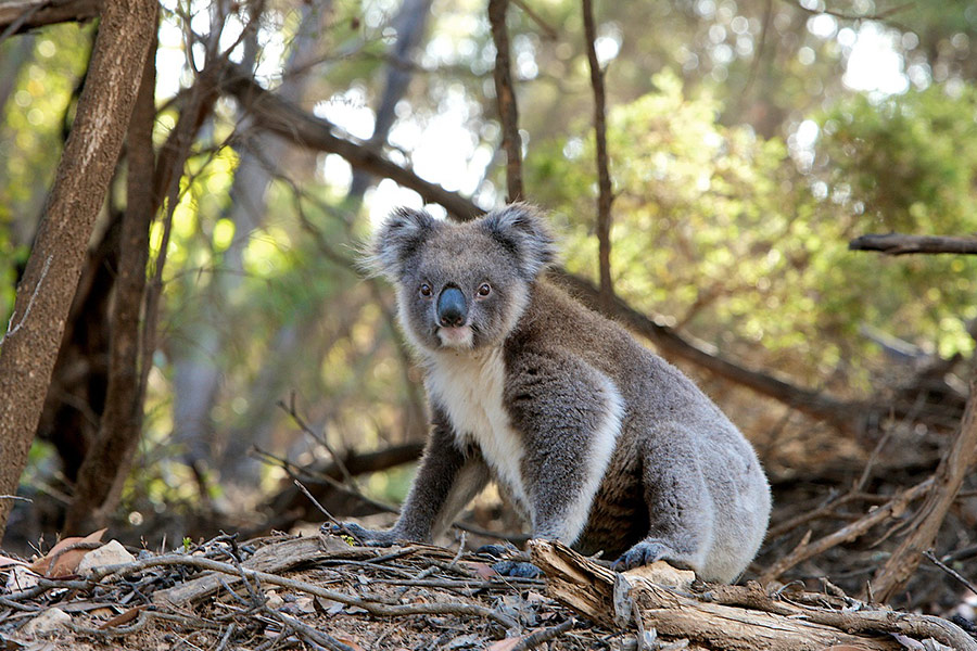 Meneer koala in het bos
