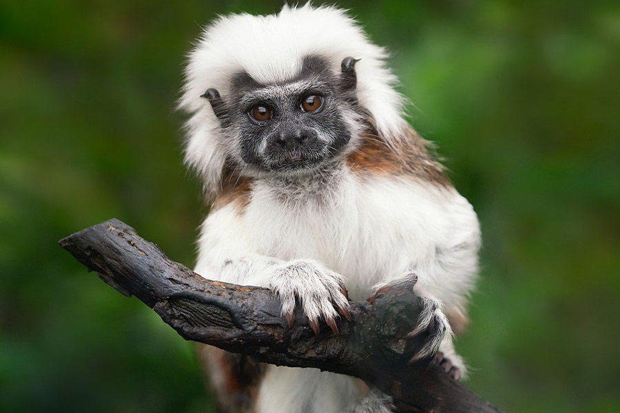 Katoenen top tamarin aap