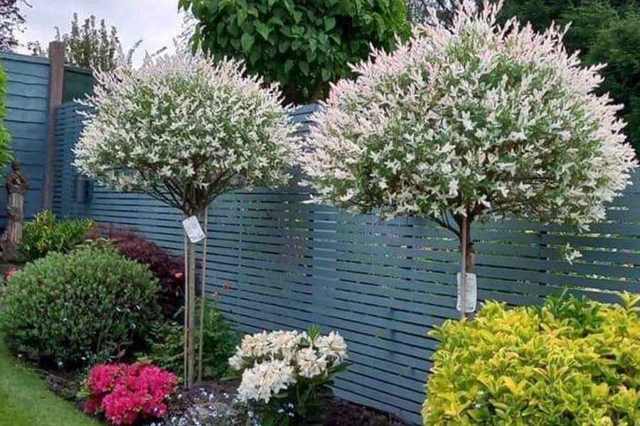 Japanische rosa Weide im Garten