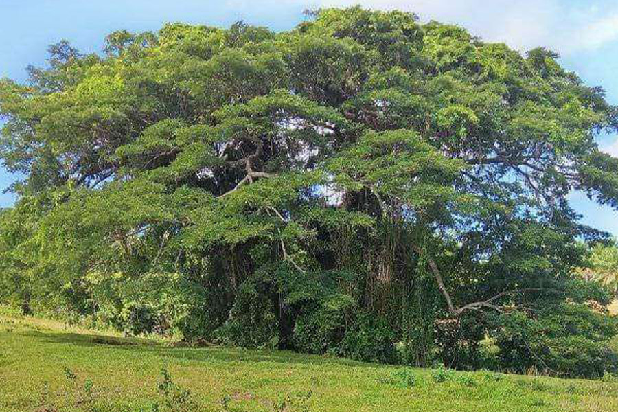Enorme grote boom en landschap