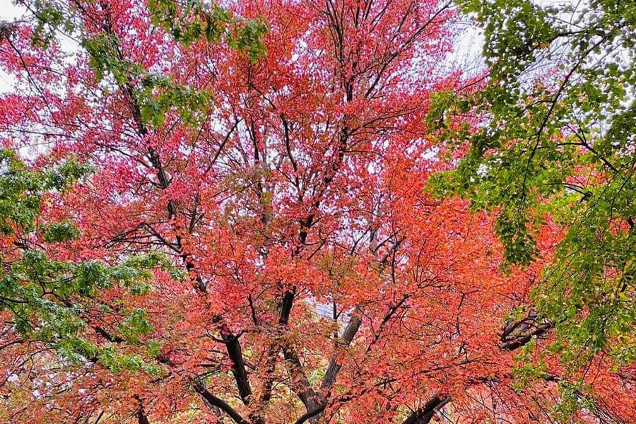 Schöne Herbstfarben