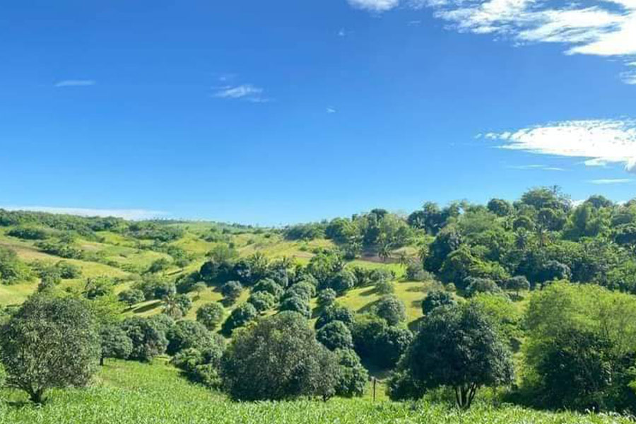 Natura del paesaggio verde