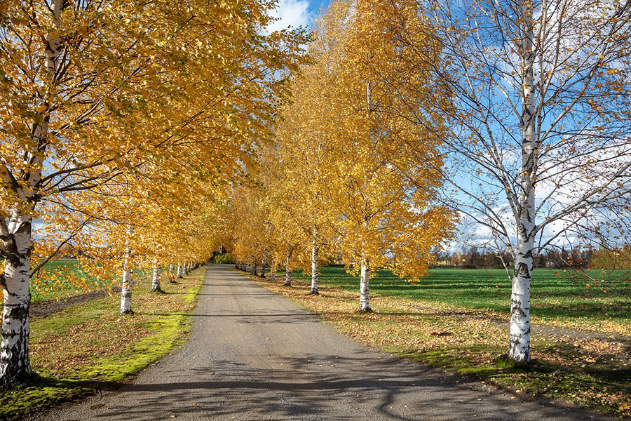 Herbst Birken Straße