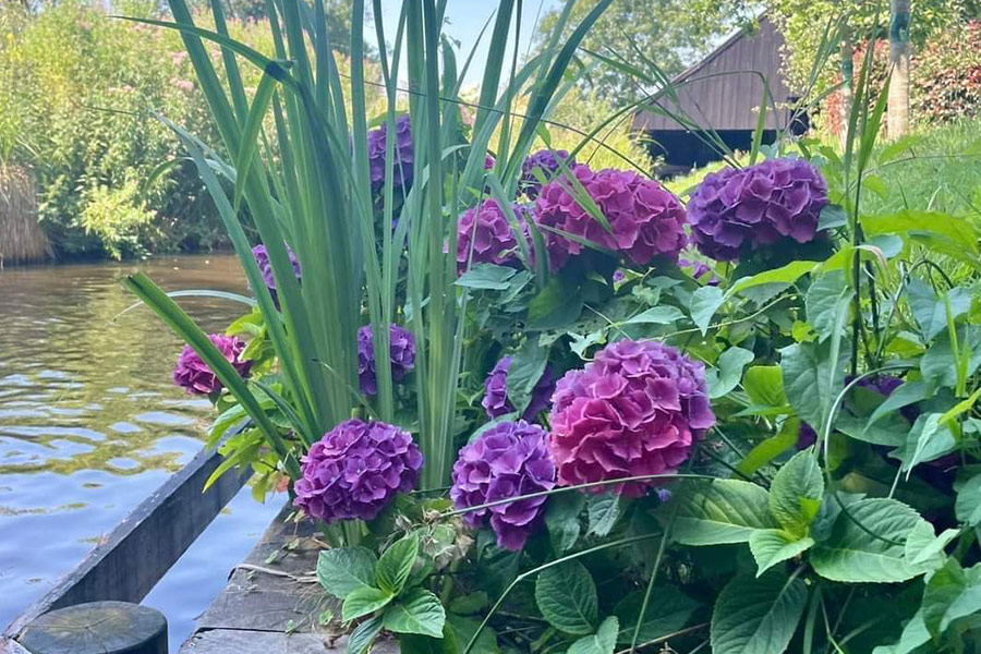 Plante d'Hortensia macrophylla avec de belles fleurs