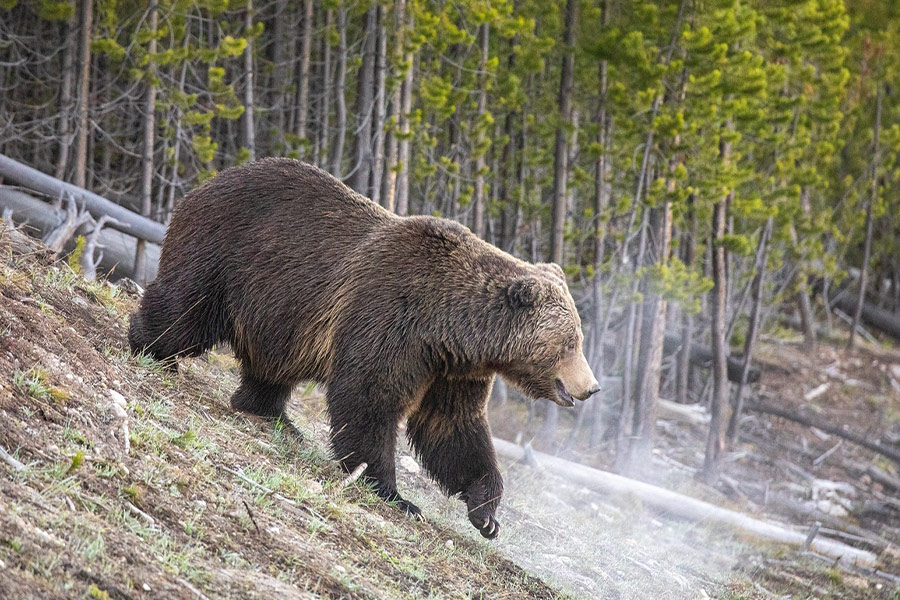 In de natuur meneer grizzlybeer