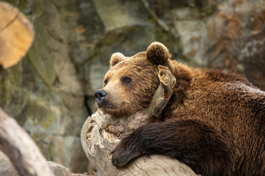 Grizzlybeer dier ontspannend