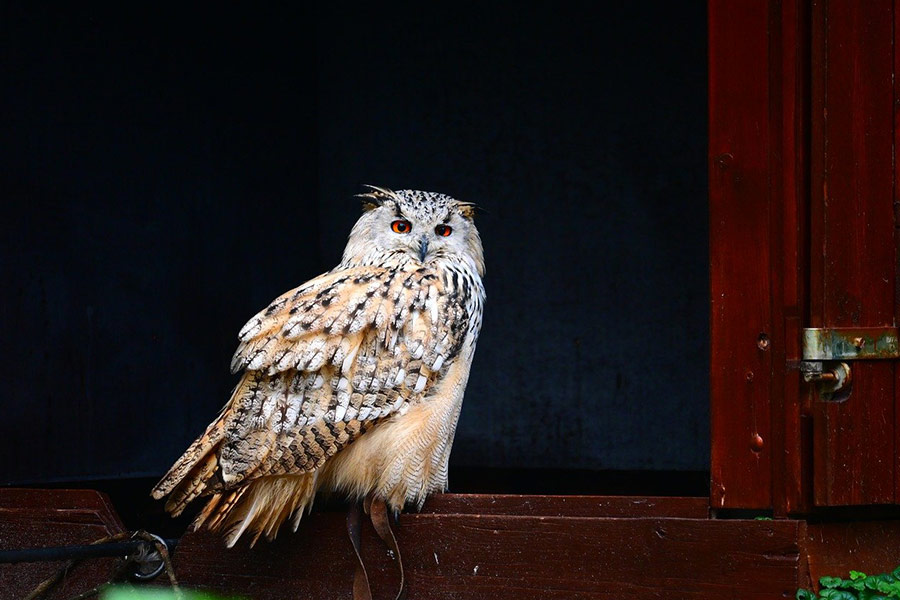 Uil vogel dier oranje ogen