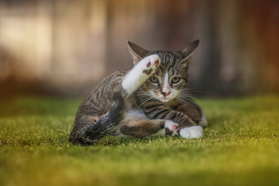 Europese korthaar serieus uitziende kat