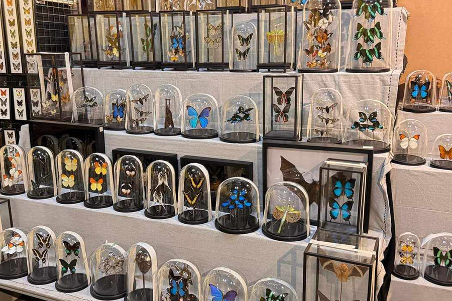 Dekoration mit Viechern und Kuriositäten