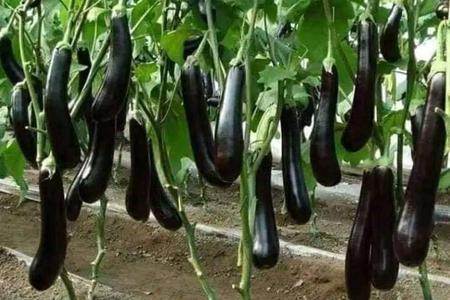 Auberginen Gemüse frisch