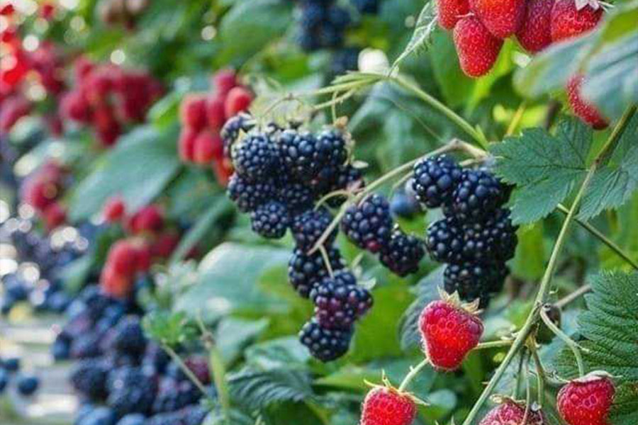 Schwarze rote Beeren Früchte