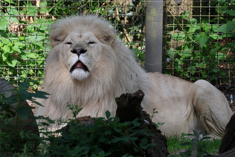 Zeldzame witte leeuw