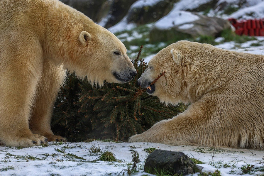 IJsberen spelen met dennenboom