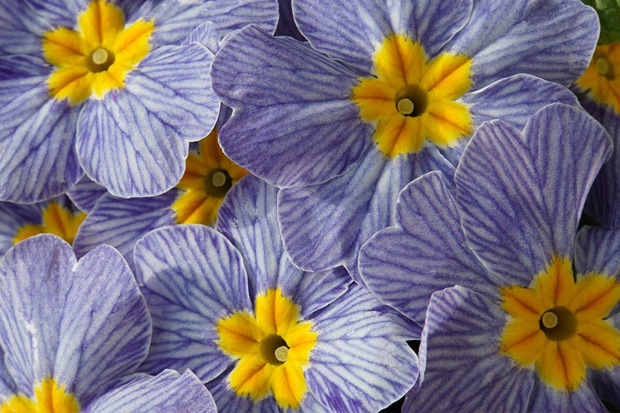 Couleur moyenne jaune des primevères violettes