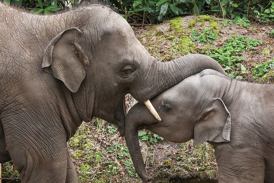 Dikhuidige moeder baby olifant