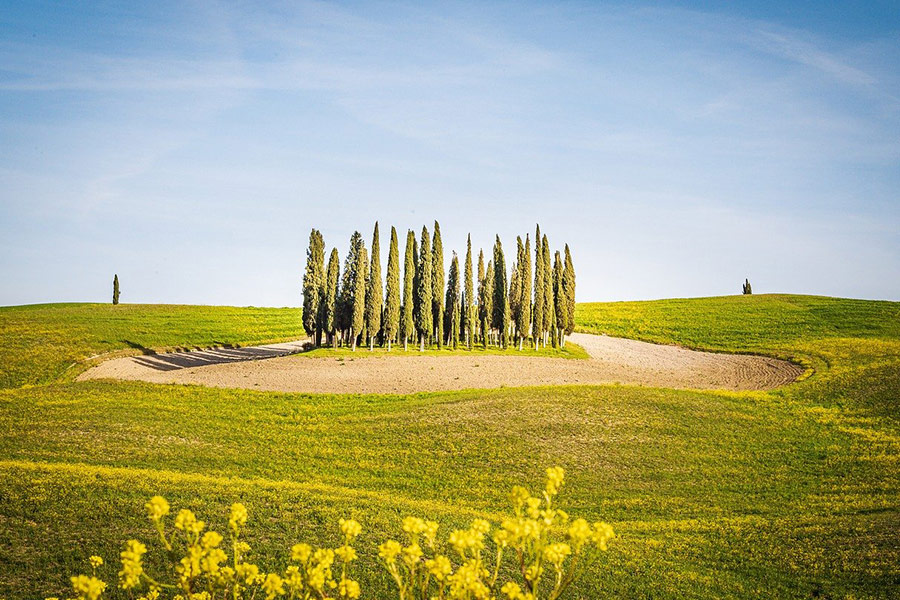 Paesaggio terrestre con zona centrale degli alberi