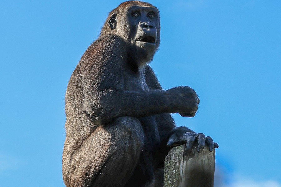 Gorilla top van de boomstam