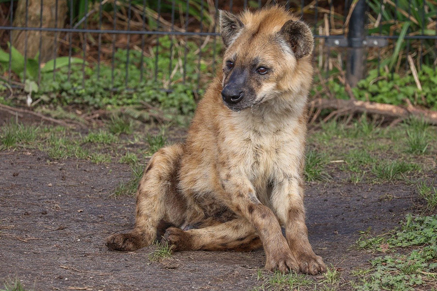 Zittende hyena