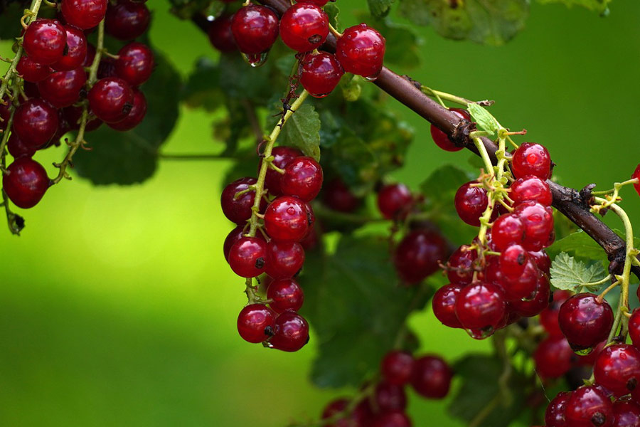 Frische Johannisbeeren Früchte