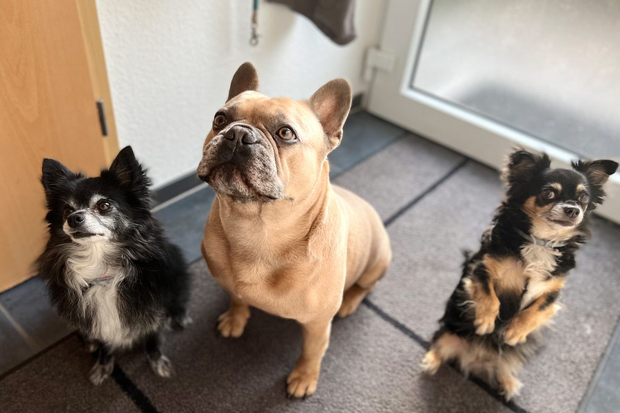 Drie honden keken op