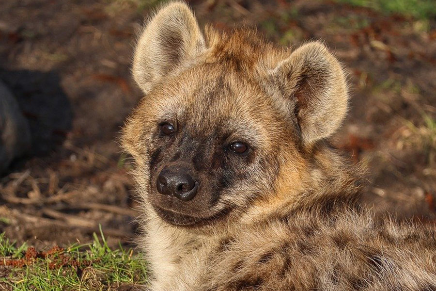 Alleen hyena's leggen