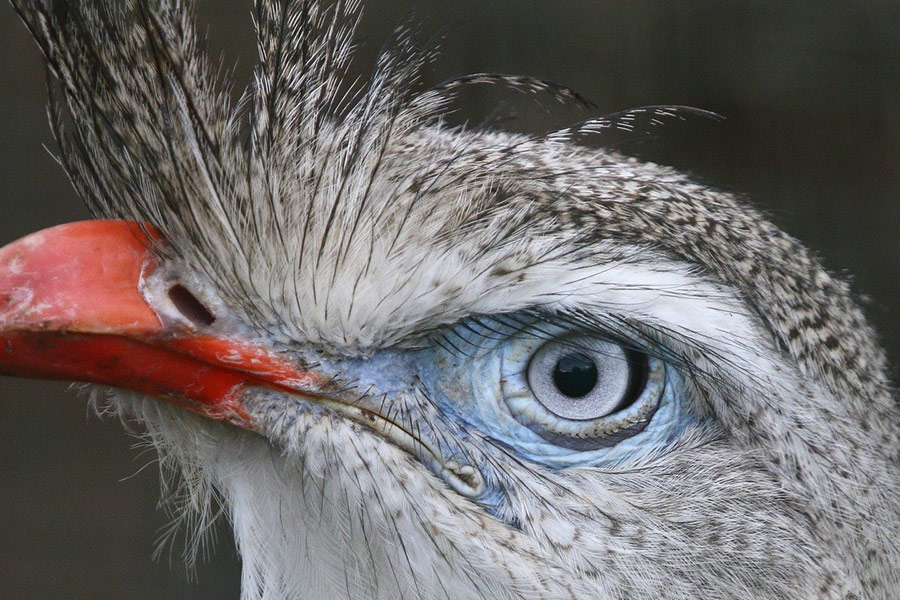 Gekuifde seriema met rode poten