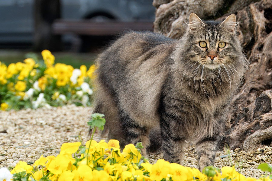 Kat katachtige gele bloemen achtergrond
