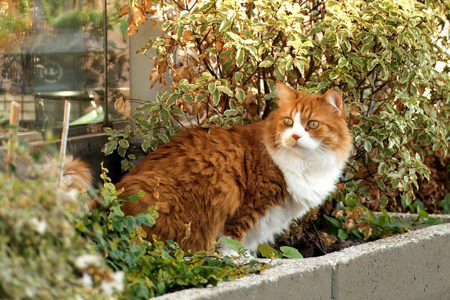 Wit oranje kattenkleurentuin