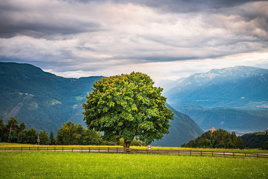 Prato verde solitario dell'albero