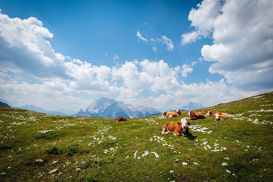 Montagne e mandrie di mucche