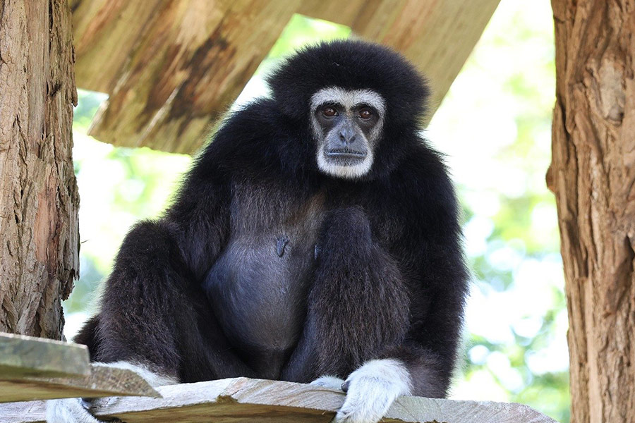 Kuromaty de gibbon in de dierentuin