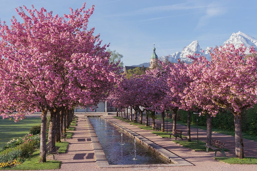Kurpark Berchtesgaden Kirschblütenzeit