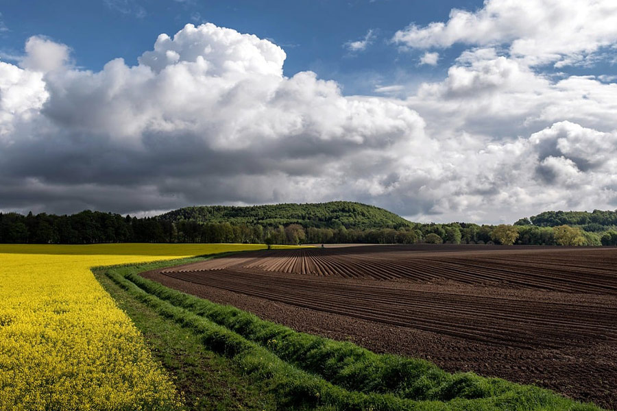 Campo di colza agricoltura primaverile