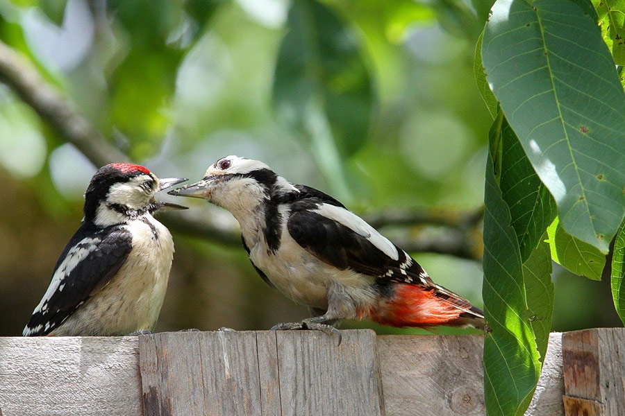 Grote bonte spechtouders