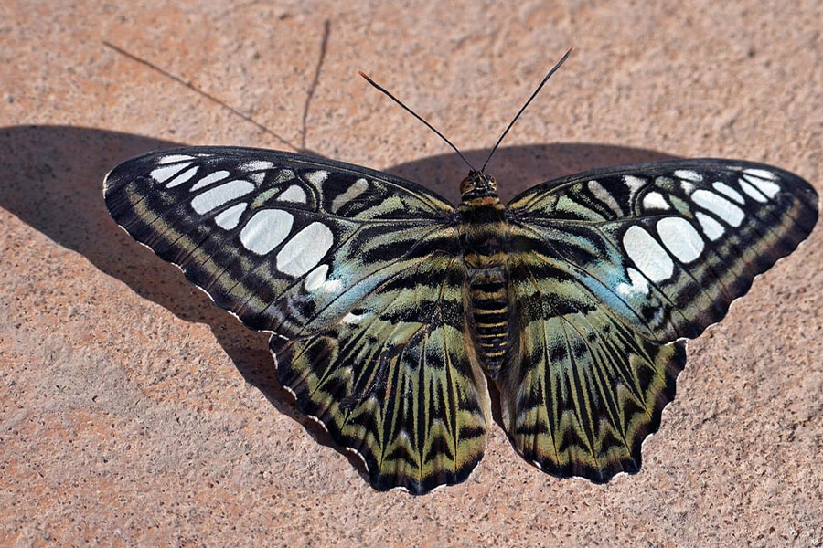 Riesiges Schmetterlingsinsekt