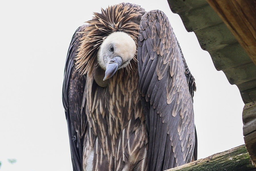 Jacht op gierenvogels