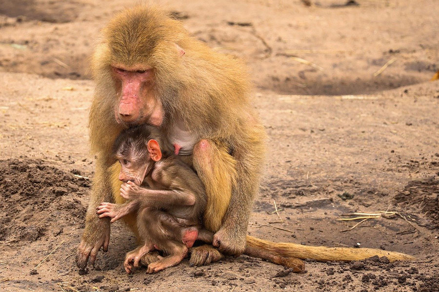 Vrouwelijke baviaan met jongen